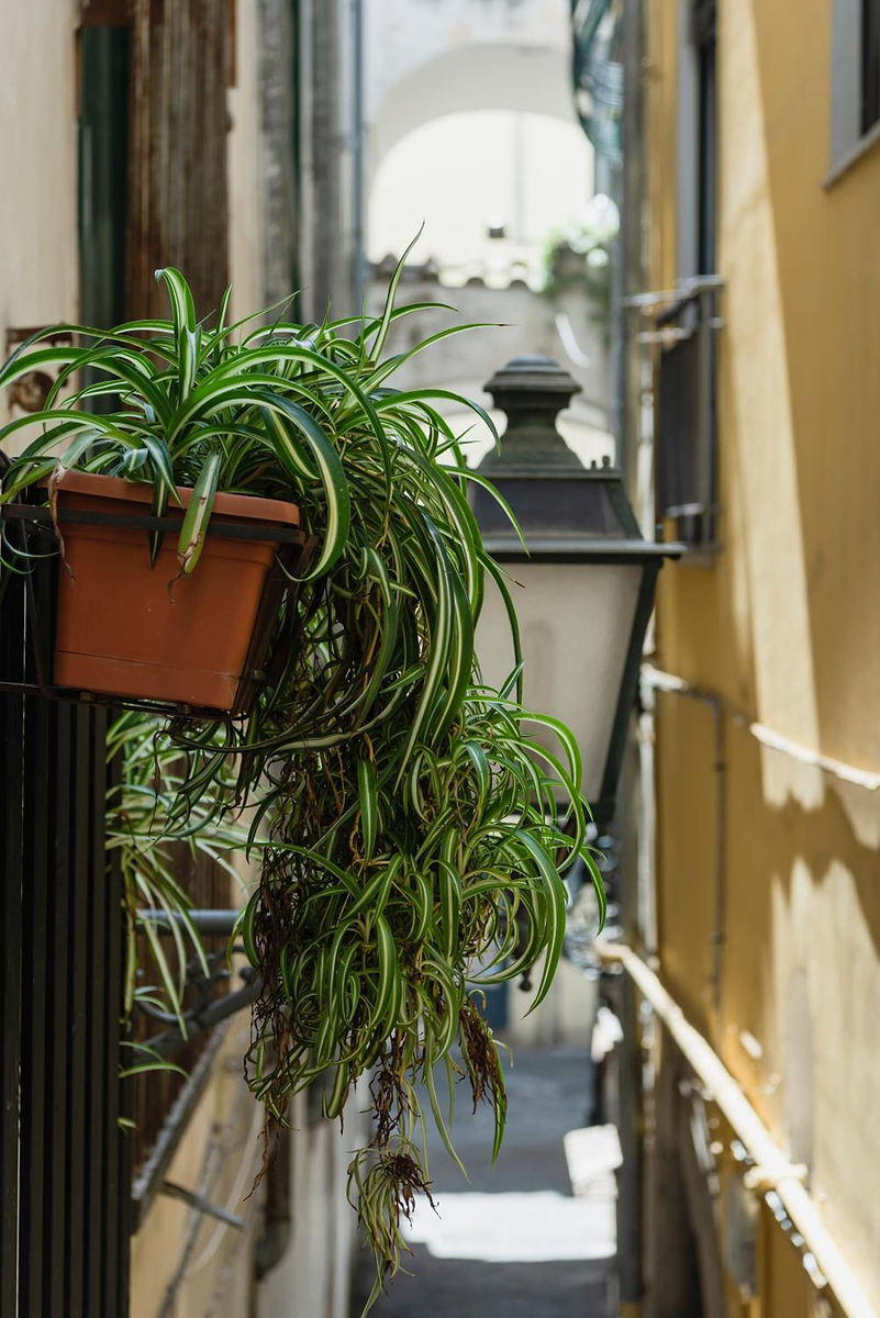 La Casa degli Angeli photo 2