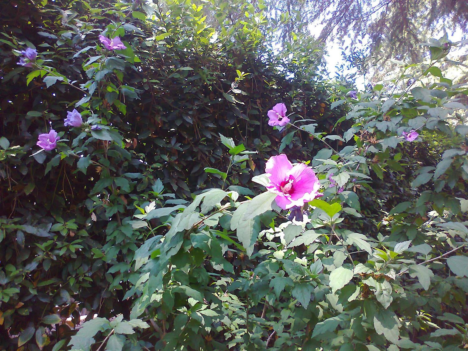 B&B Appia Felis photo 2