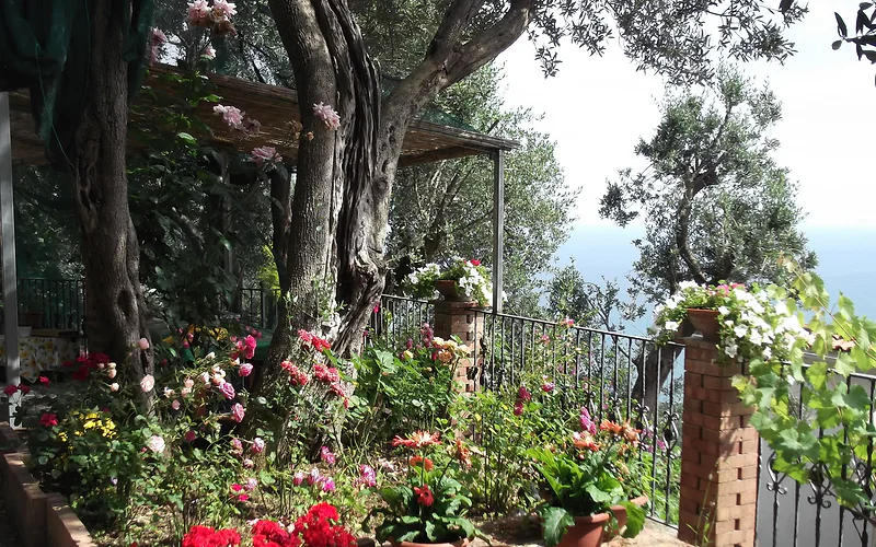 mimosas at the beginning of the Amalfi coast