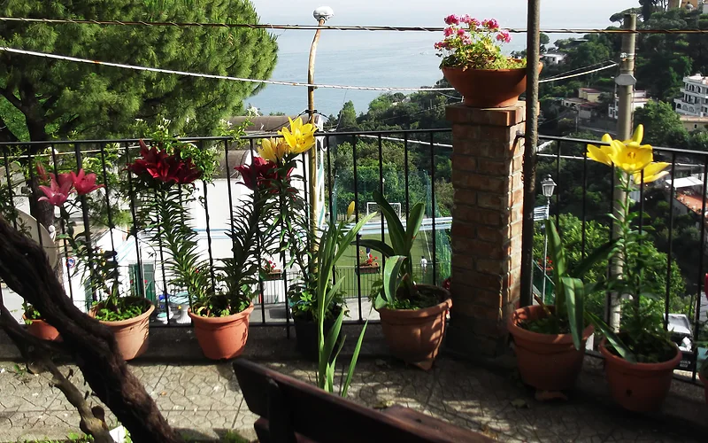 mimosas at the beginning of the Amalfi coast photo 2
