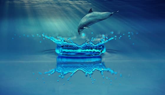 Dolphin Life photo 3