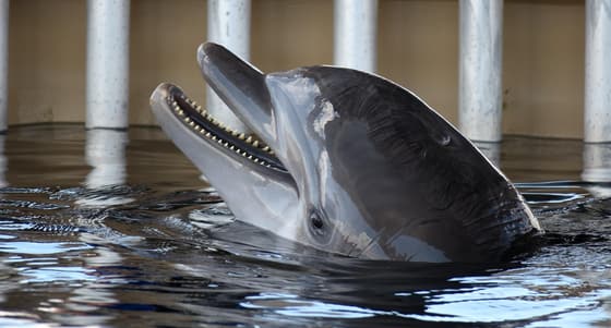 Dolphin Life photo 2