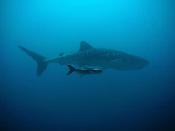 Shark Dive Maui photo 3