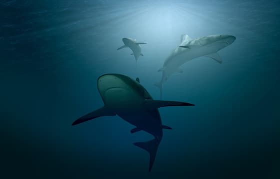 Shark Dive Maui photo 2