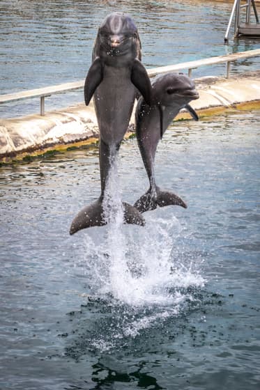 Dolphin Cove Montego Bay photo 2