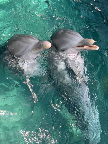Dolphin Cove Montego Bay photo 3