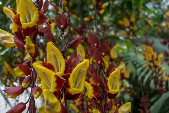Prague Botanical Garden photo 2
