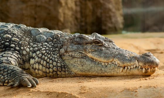 Crocodile Park photo 3