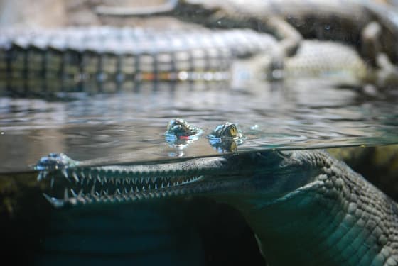 Crocodile Park photo 2