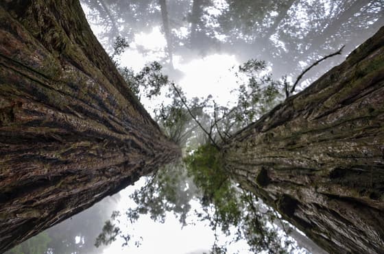 Portola Redwoods State Park photo 2