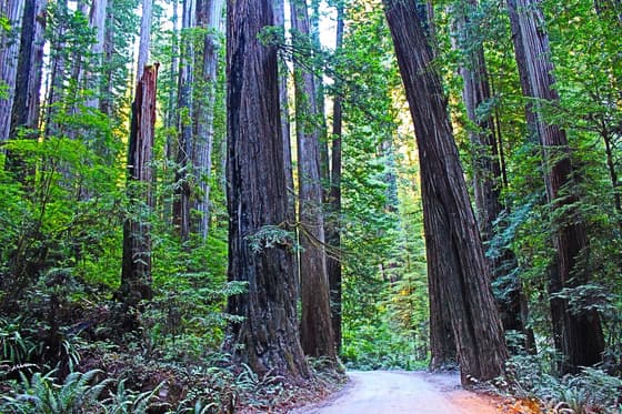 Portola Redwoods State Park photo 3
