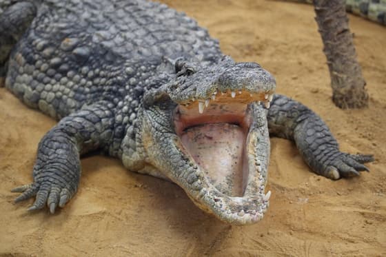 Crocodile Zoo photo 3