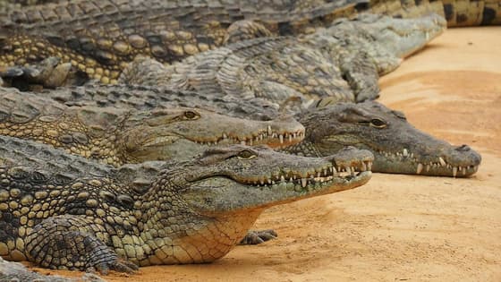 Crocodile Zoo photo 2