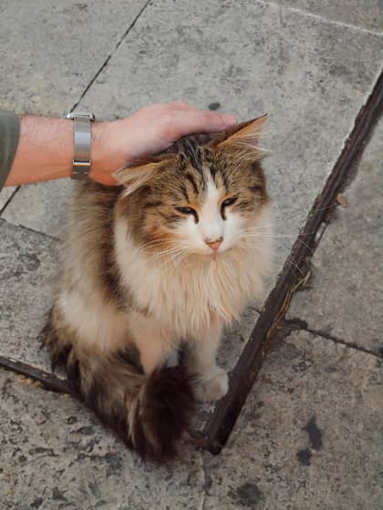 Torre Argentina Cat Sanctuary photo 2