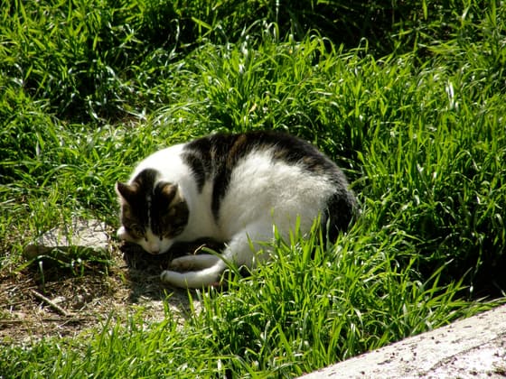 Torre Argentina Cat Sanctuary photo 3