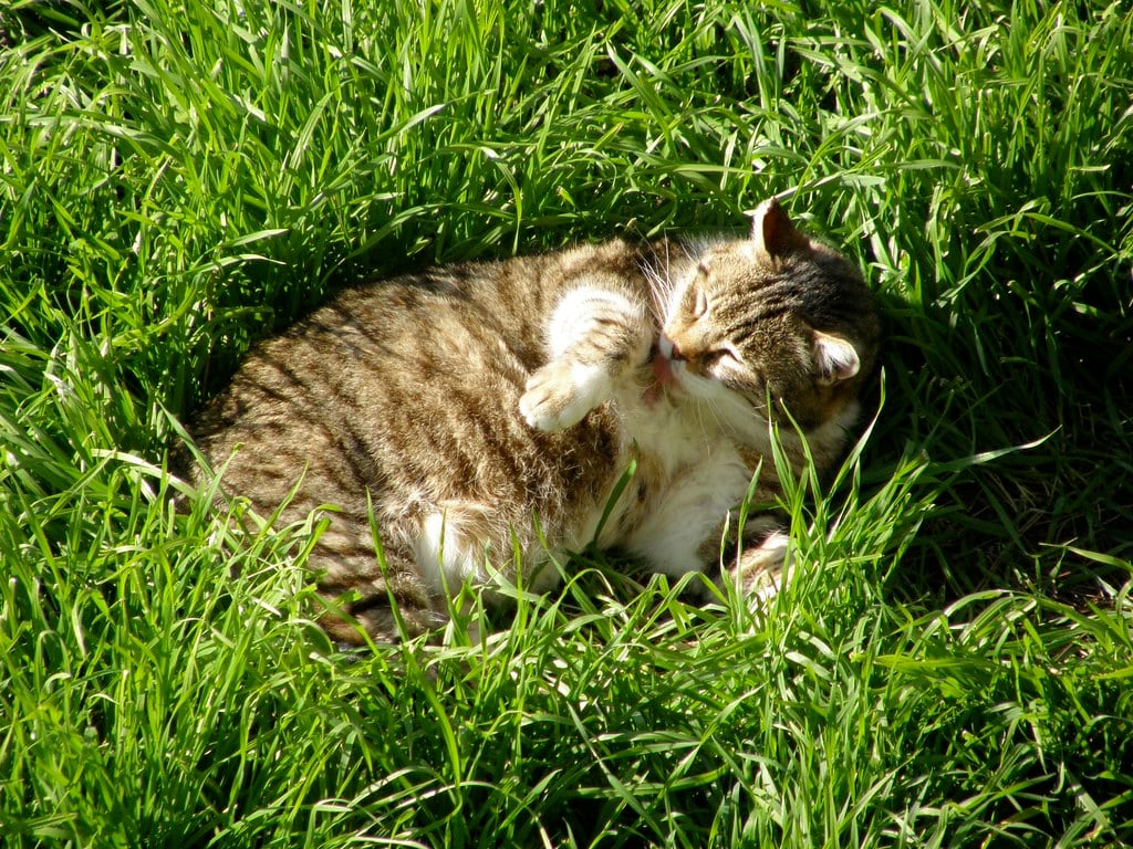 Hotels near Torre Argentina Cat Sanctuary