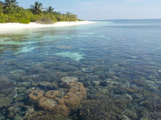 Coral Island photo 3