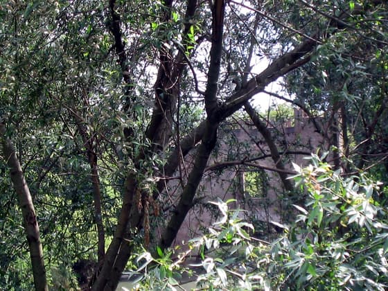 Ponte Nomentano photo 2