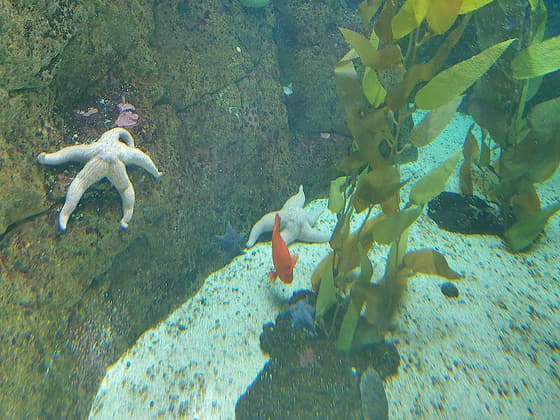 Oceanario de Lisboa photo 3