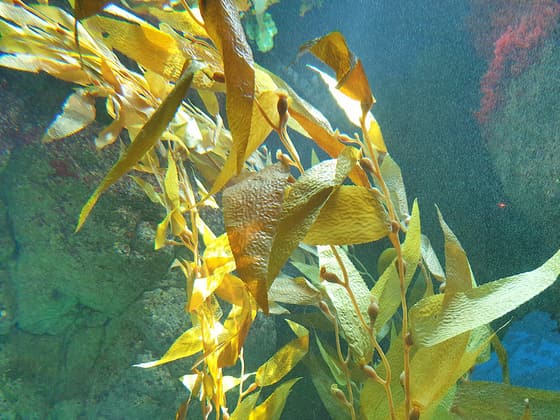 Oceanario de Lisboa photo 2
