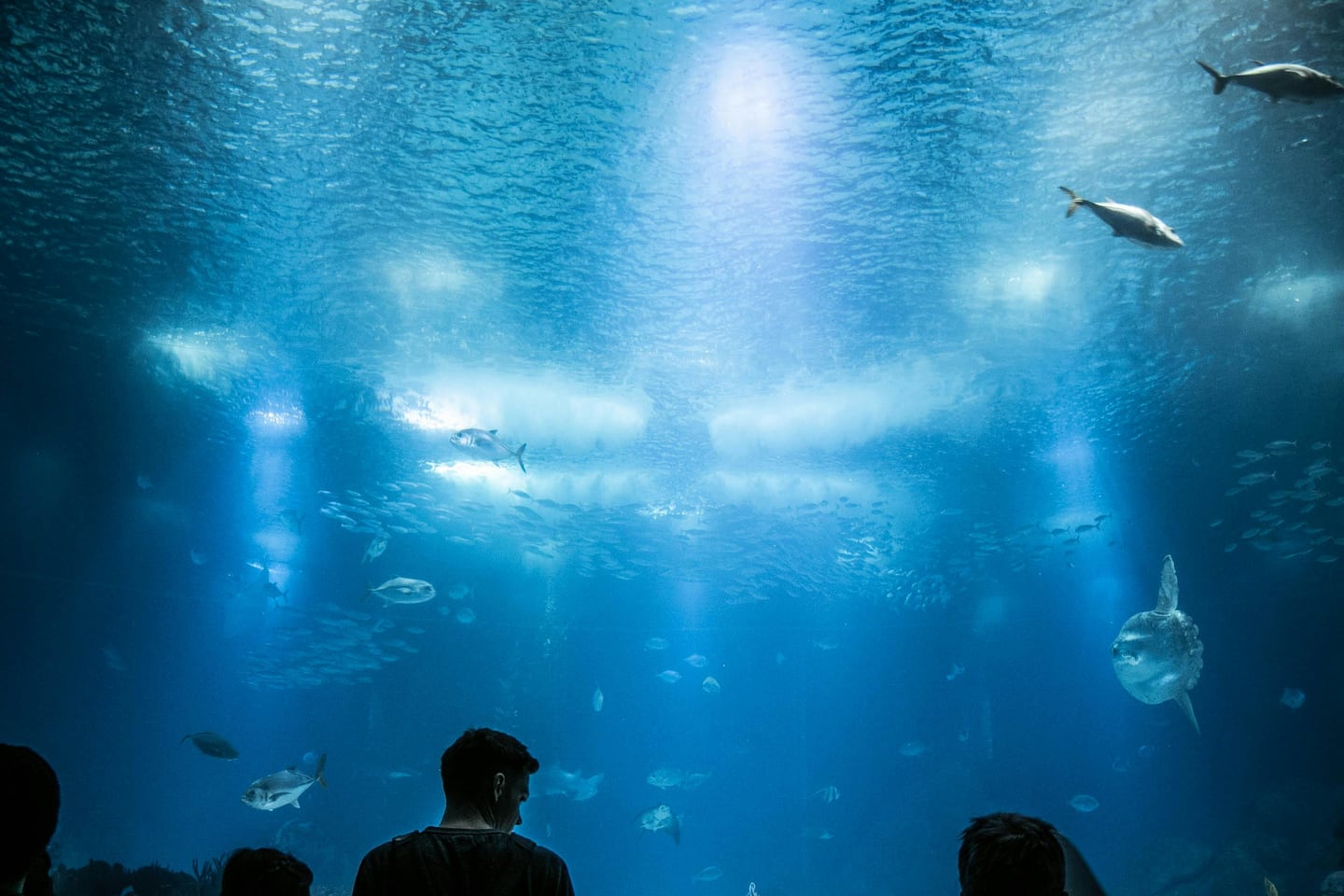 Hotels near Takashi Amano Forests Underwatter at Oceanarium Lisbon