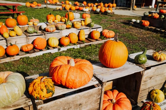 Smucker's Gourd Farm photo 3
