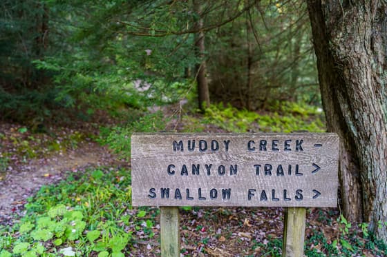 Swallow Falls State Park photo 2