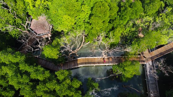 Mangrove National Park photo 3