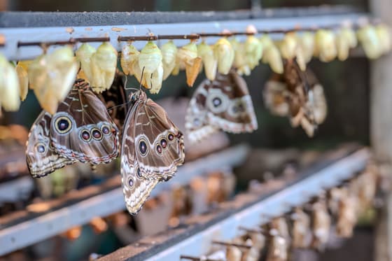 The Butterfly Farm photo 2