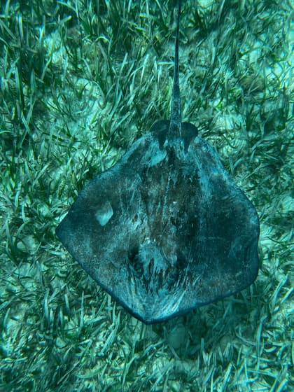 Hol Chan Marine Reserve photo 2