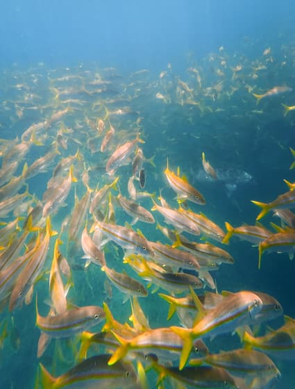 Hol Chan Marine Reserve photo 3