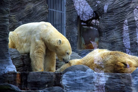 Prague Zoo photo 3