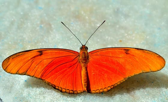 Butterfly Conservatory photo 3
