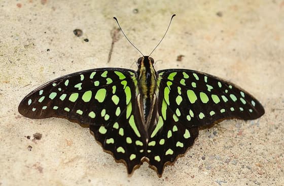 Butterfly Conservatory photo 2