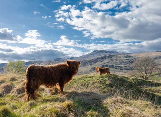 The Cladich Fold Highland Cattle photo 3