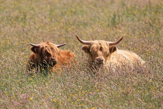 The Cladich Fold Highland Cattle photo 2
