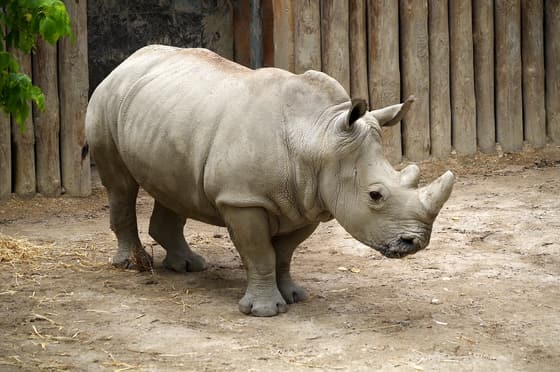 Jardim Zoologico photo 2