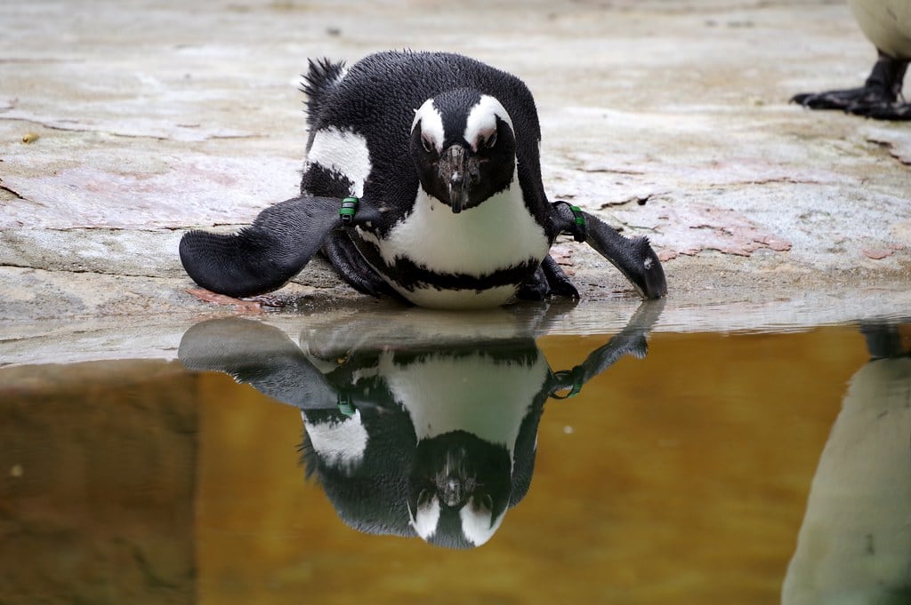 Hotels near Jardim Zoologico