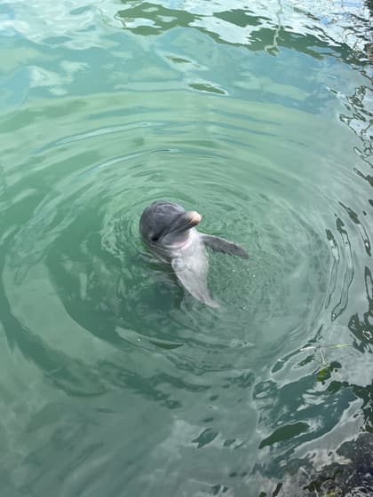 Dolphin Cove Ocho Rios photo 3