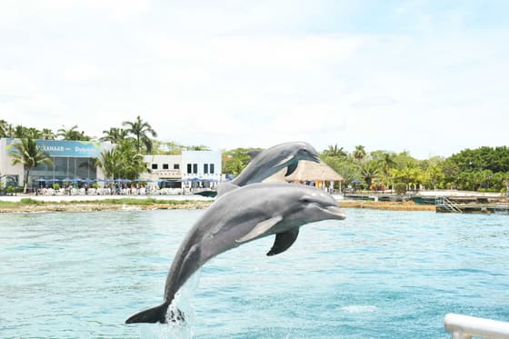 Dolphin Cove Ocho Rios photo 2