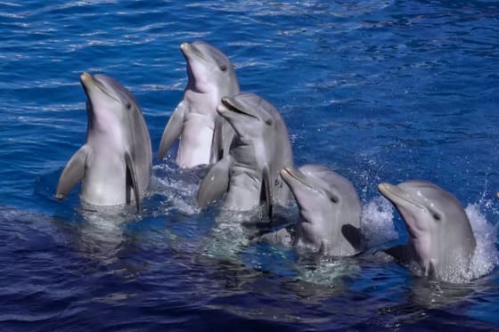 Dolphin Quest photo 3