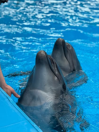Dolphin Quest photo 2