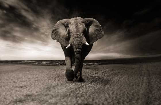 Wild Horizons Elephant Sanctuary photo 2