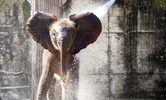 Wild Horizons Elephant Sanctuary photo 3